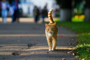 Un dato a considerar es que los gatos vivían en un radio de un kilómetro cuadrado