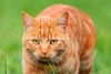 ¡MISTERIO RESUELTO! Identifican la mutación genética que hace tan únicos a los gatos naranjas