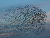 ¡Terrible! Casi la mitad de las aves silvestres de Austria ha desaparecido