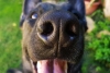 ¡Guau! Desarrollan tecnología que interpreta cómo los perros perciben olores