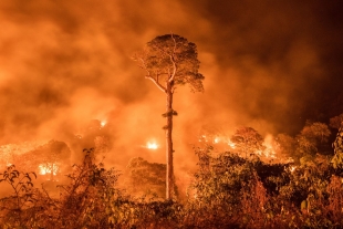 Recuperarse de un incendio forestal tarda entre uno y cinco años: WWF