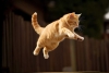 ¿Por qué los gatos mueven la cola antes de saltar? Especialista responde