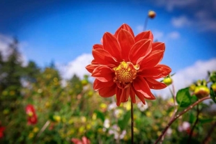 UAEMéx llevó a cabo Segundo Simposio “Dalia, flor nacional de México”