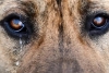 ¡OH, NO! Resurge en Francia una enfermedad letal para los perros