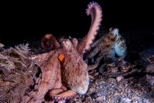 Los autores explican que las extremidades de estos animales son estructuras complejas formadas