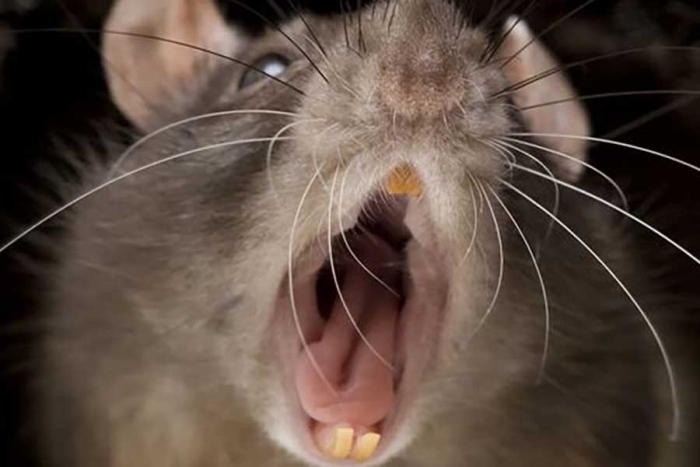 “Del tamaño de un gato”: Captura de rata gigante causa pánico en Reino Unido