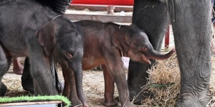 El recinto Elephantstay informó que “Jumjuree” engendró a su primera cría en punto de las 20:00 h
