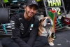 Roscoe, el bulldog vegano del piloto de F1 Lewis Hamilton, se convierte en estrella