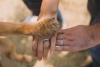 ¡Guau! Perros ya podrán ser testigos de bodas en algunos estados de EE.UU