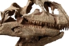 Hallan en China el cráneo de un dinosaurio gigante no identificado