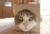 ¡Vuela alto, “Maru”! Fallece gatito que rompió un Récord Guinness en YouTube