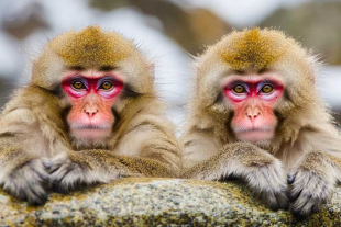 Los animales tocaban una pantalla cinco veces, ajustando el intervalo entre cada toque al tempo de la pista para recibir una recompensa.