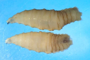 El gusano barredor es una infestación provocada por las larvas de la mosca Cochliomyia hominivorax