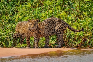 En el caso de los jaguares, sus amenazas en Latinoamérica resultan las mismas