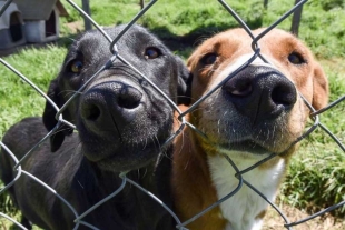 El público podrá encontrar un mercado de productos especiales para mascotas 