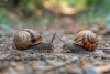 Nueva Zelanda se une para ayudar a un caracol “zurdo” a encontrar el amor