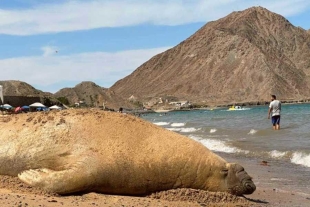 Su primera aparición del 2024 tuvo lugar el pasado 24 de julio en la Bahía de los Ángeles, Baja California.