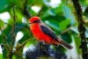 Registran en Galápagos reproducción histórica de dos especies de aves terrestres