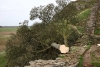 Tarde pero seguro: Sentencian a dos hombres por talar el árbol de “Robin Hood” en Reino Unido