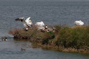 Pelícanos americanos reaparecen en el norte de Toluca