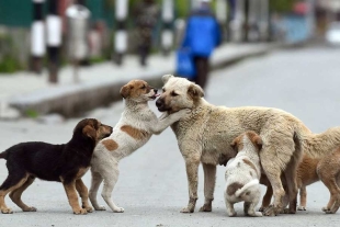 Una nueva iniciativa que consiste en pagar 50 euros mensuales a aquellos ciudadanos que adopten perros callejeros