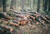Diputados exigen a gobierno estatal combatir la tala clandestina en bosques mexiquenses