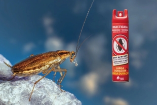 Si últimamente has notado que tu insecticida de confianza cada vez es menos efectivo contra las cucarachas, se debe a que estos insectos ahora son más resistentes