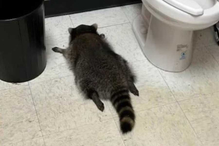 Un grupo liderado por la oficial Samantha Martin aseguró al “bandido enmascarado” para trasladarlo al refugio