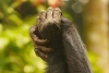 Bonobos hembras se alían para empoderarse y mantener a los machos controlados