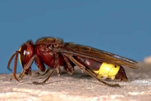 El avispón oriental (Vespa orientalis), presente en gran parte de Asia, África y Europa, es capaz de soportar concentraciones de etanol de hasta un 80%