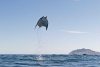 Entre el cielo y el mar: Así son las curiosas rayas Munk