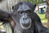 ¡Adorable! Checa la reacción de una chimpancé luego de ver el cielo por primera vez