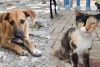 Existen en Edomex 6 millones de perritos y gatitos en la calle