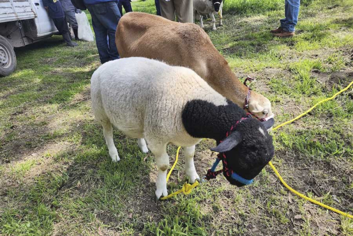 Nuestro país se une al selecto grupo de 5 países latinoamericanos que han podido clonar animales.