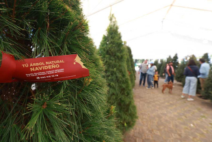 Arranca Expo Navidad Forestal 2025
