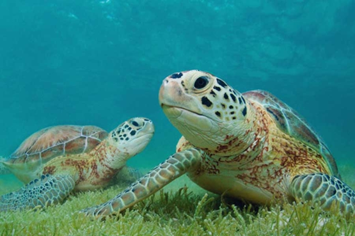 Presentaran las acciones que Ecuador ha implementado para la preservación de las tortugas marinas