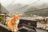 Houtong, el pueblo taiwanés que cambió las minas de carbón por el amor gatuno