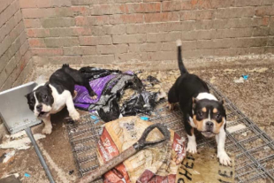 En el Estado de México, el delito de maltrato animal puede castigarse con penas de hasta nueve años de prisión