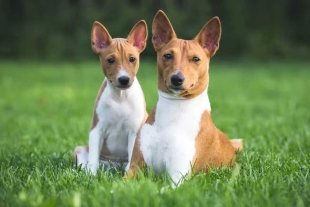 El origen de los Basenjis tiene lugar en África central