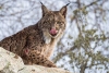 ¡Máximo histórico! En 2024, el lince ibérico superó los 2 mil 400 ejemplares