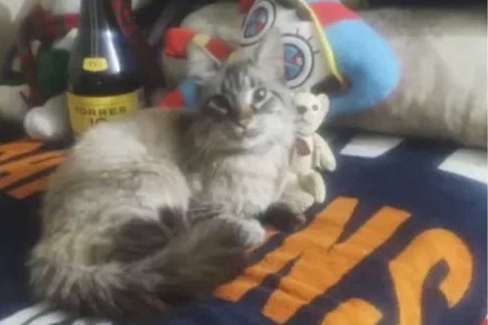 El propietario de “Zafiro” agradeció por los mensajes de apoyo recibidos