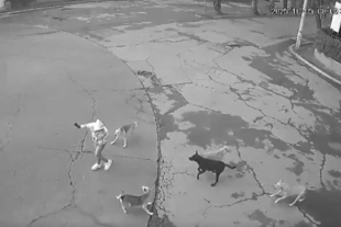 Un video en X reveló el ataque de varios perros que acorralaron a una joven