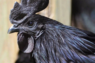 Ayam cemani, el ave totalmente negra por una rara mutación genética.