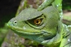 ¡Fin del misterio! Así logran los basiliscos correr por encima del agua