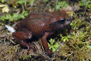 El género Phrynopus, al que pertenecen ambos especímenes, es conocido por habitar altitudes elevadas en los Andes