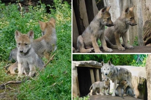 El Centro aclaró que el área donde se ubica esta familia de lobos mexicanos permanecerá cerrada al público para asegurar su tranquilidad