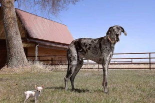 Semler señaló que su Chihuahua es de talla pequeña pero con una gran presencia