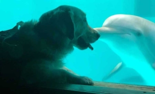 Vale la pena mencionar que, según la propietaria, la interacción no fue tan breve, ya que el cetáceo permaneció atento a la mascota durante varios minutos