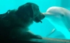 ¡Oww! Nace amistad entre un perro de servicio y un delfín de acuario