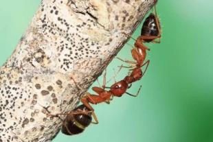Estos insectos son capaces de amputarse extremidades